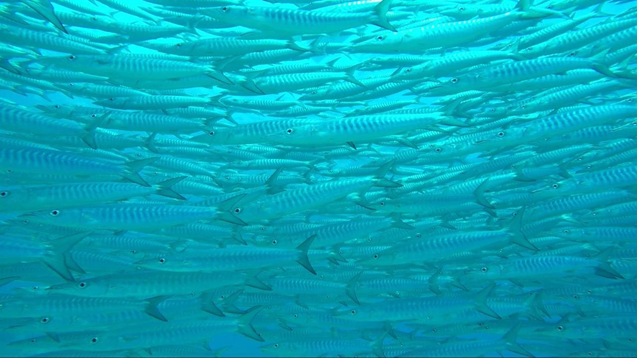 Apo Diver Beach Resort San Juan  Eksteriør billede