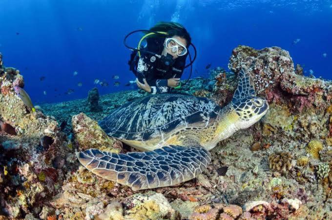 Apo Diver Beach Resort San Juan  Eksteriør billede