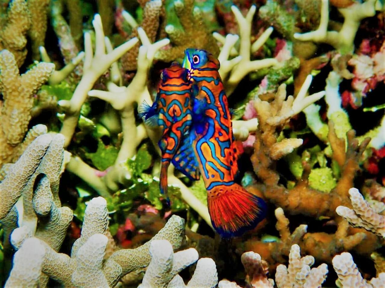 Apo Diver Beach Resort San Juan  Eksteriør billede